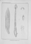 Van Beneden (1850, pl. 14) Van Beneden (1850, pl. 14)