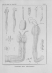 Van Beneden (1850, pl. 16) Van Beneden (1850, pl. 16)