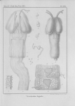 Van Beneden (1850, pl. 17) Van Beneden (1850, pl. 17)