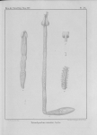 Van Beneden (1850, pl. 20) Van Beneden (1850, pl. 20)