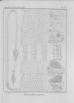 Van Beneden (1850, pl. 21) Van Beneden (1850, pl. 21)