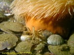 Chelicerata (sea spiders & mites)