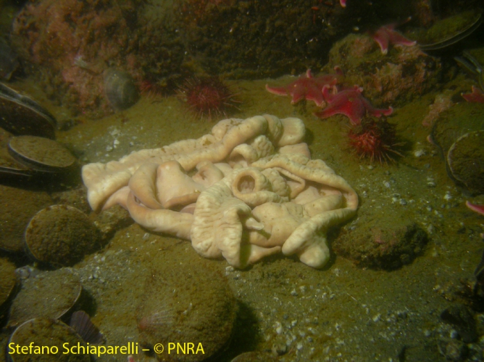 Parbolasia corrugata Parbolasia corrugata