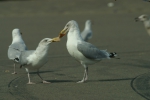 Meeuwen en afval