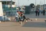 Meeuwen en afval