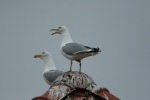 Meeuwen op het dak