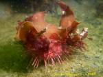 Sterechinus neumayeri 1
