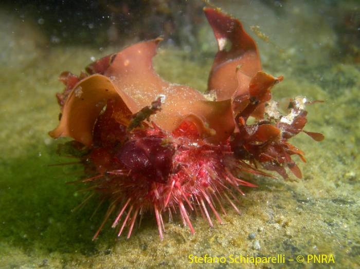 Sterechinus neumayeri 1