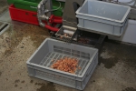 Garnaalpelmachine
