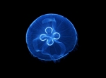 Scyphozoa (jelly fish)