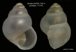 Gofasia obtusellaeformis Gofas, 2007