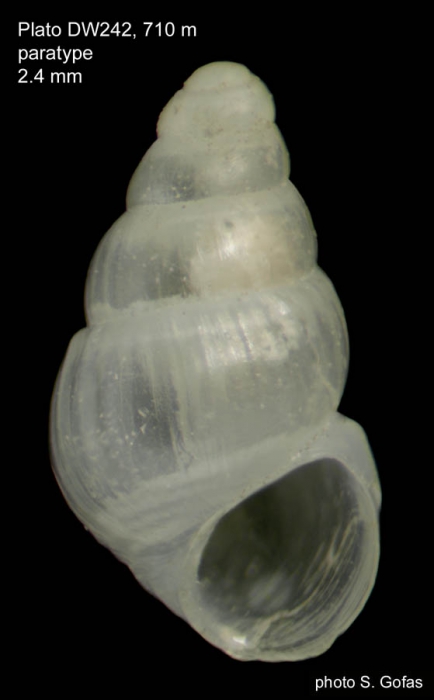 Porosalvania diaphana Gofas, 2007  