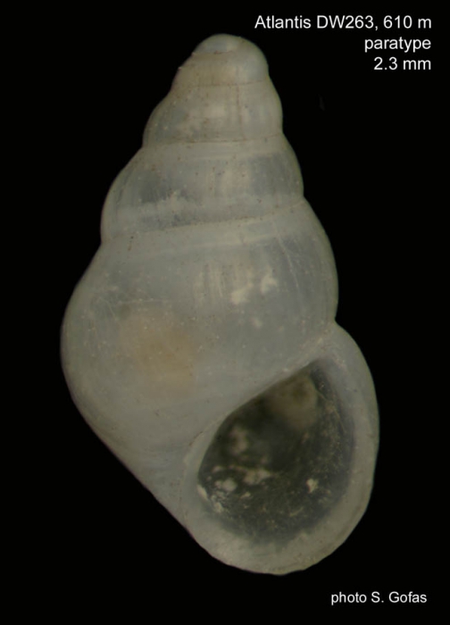 Porosalvania vixplicata Gofas, 2007