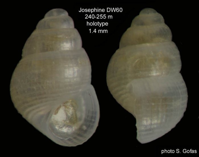 Crisilla ovulum Gofas, 2007Holotype (live collected specimen) from Josephine seamount, 36°43'N, 14°17'W, 240-255 m, 'Seamount 1' DW60 (size 1.4 mm). 