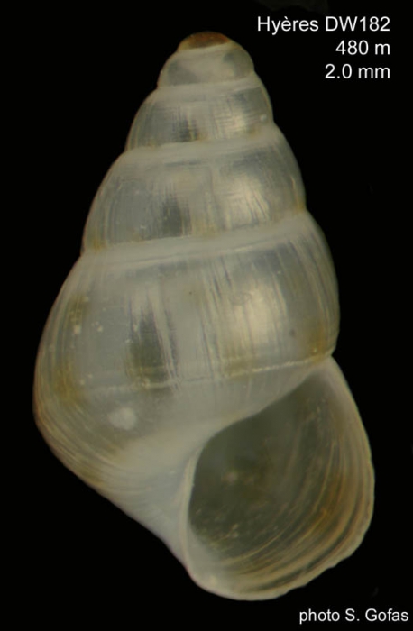 Pusillina (Pusillina) fuscapex Gofas, 2007