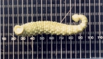 Hirudinea (leeches)