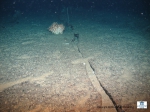 A crack in the hard substrate filled with sand and a small bush of Madrepora