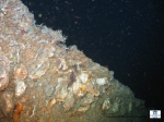A cliff colonized by oysters