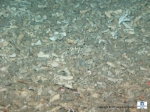 A detail of the accumulation of dead coral rubble