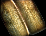 JPG file