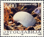 Argonauta argo