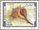 Bolinus brandaris