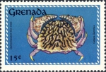 Calappa flammea