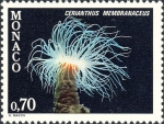 Cerianthus membranacea