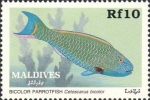 Cetoscarus bicolor