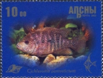 Cichlasoma pantostictum