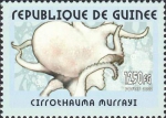 Cirrothauma murrayi