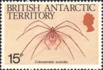 Colossendeis australis