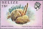 Diploria labyrinthiformis
