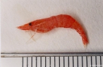 Crustacea (crustaceans)