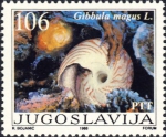 Gibbula magus