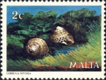 Gibbula nivosa