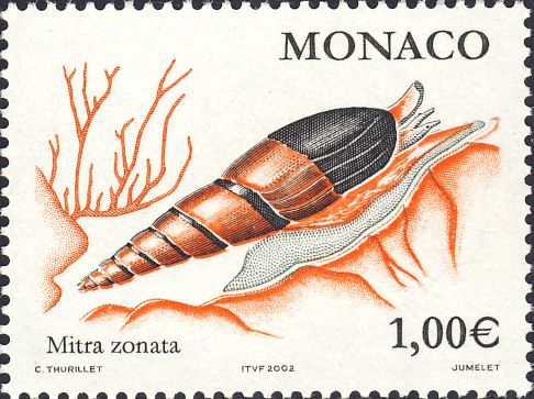 Mitra zonata