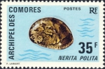 Nerita polita