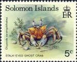 Ocypode ceratophthalmus