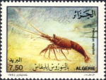 Palinurus elephas