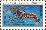 Palinurus japonicus