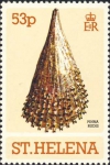Pinna rudis