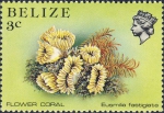 Eusmilia fastigiata