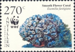 Eusmilia fastigiata