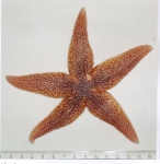 Asteroidea (starfish)