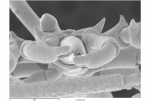 Austropallene brachyura
