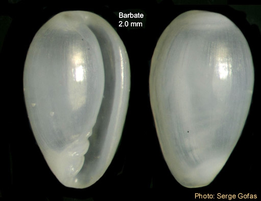 Granulina occulta (Monterosato, 1869) - Specimen from Barbate, Strait of Gibraltar (height 2.0 mm)