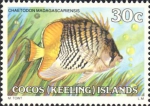 Chaetodon madagascariensis