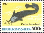 Clarias batrachus