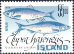 Clupea harengus